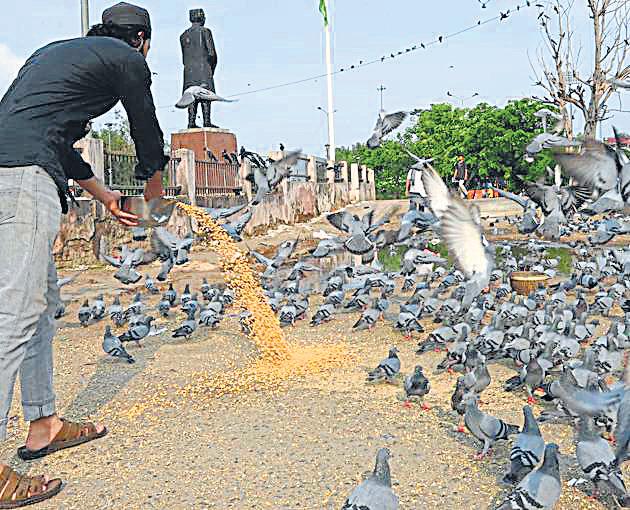 Pigeon faeces poses health risk; MCD calls for checks
