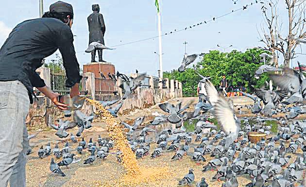 Delhi civic body on alert as pigeon faeces pose health risk