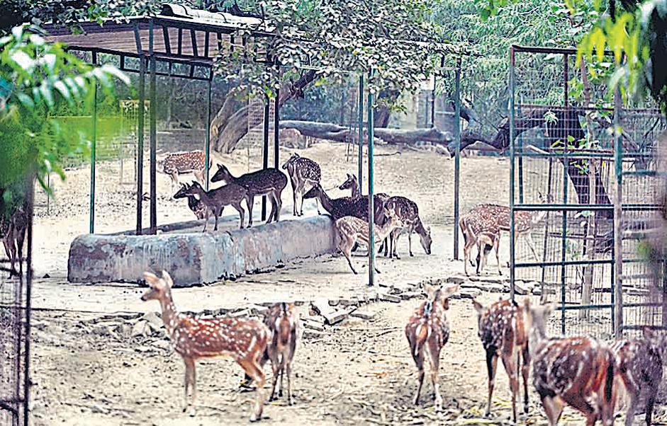 SC halts relocation from Deer Park, orders survey