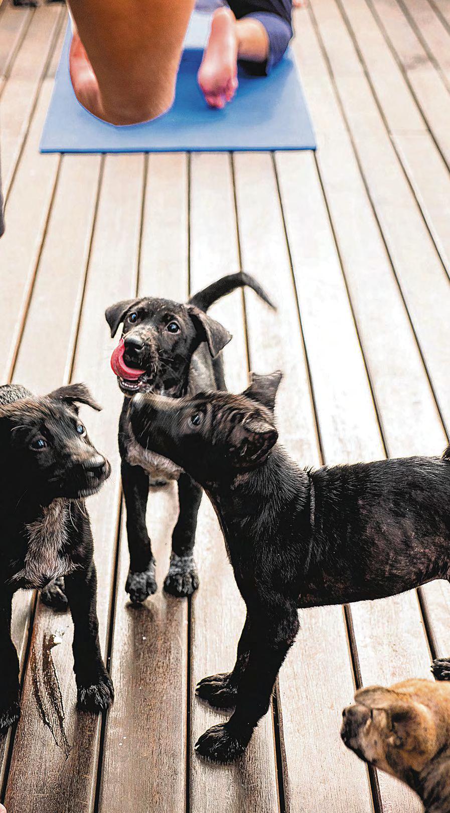 Pet cafes are cute but the animals might have a different story to tell