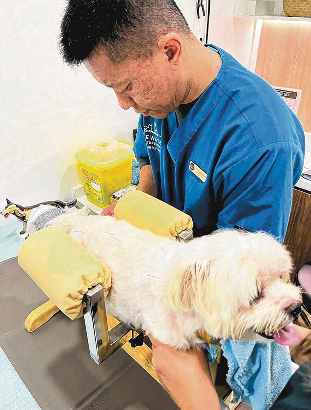 Need-le to treat the pain? Try acupuncture