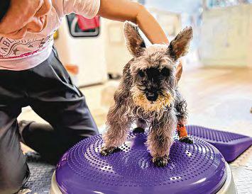 Dog fitness, rare turtles and more at Pets & Plants Extravaganza 2025