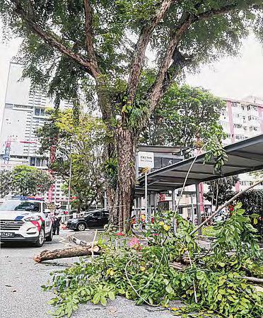 Woman has spinal surgery after falling branch hits her