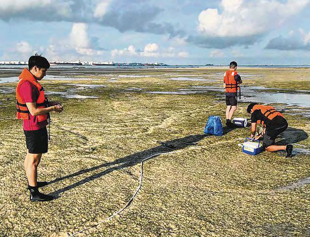 NUS Researchers Launch Database for Public Sightings of Large Marine Animals