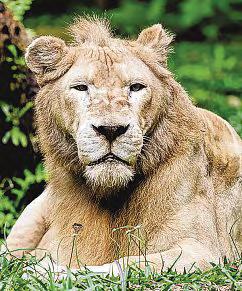 African white lion at Night Safari euthanised on medical grounds