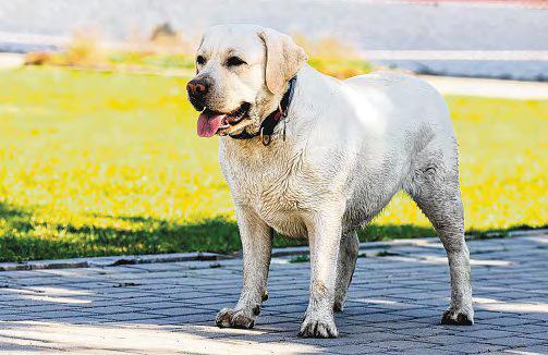 Study reveals dog obesity gene shared by humans