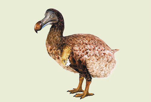 How to Live Better, According to the Dodo. (No, Seriously)