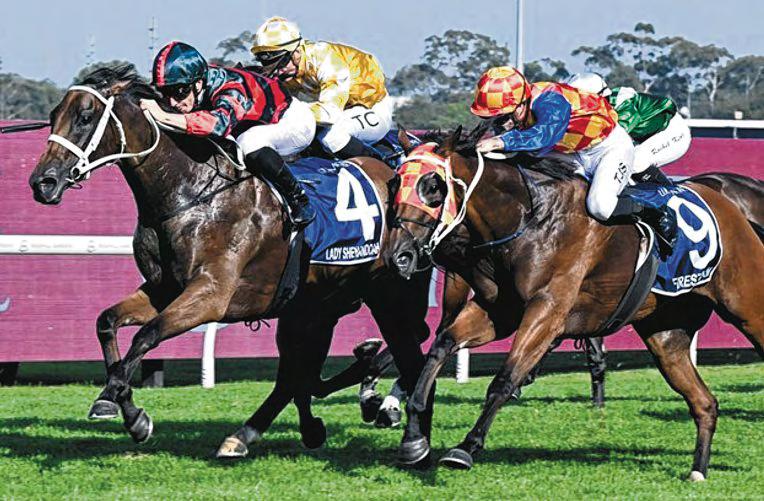 Shenandoah Is Lady's First In Coolmore