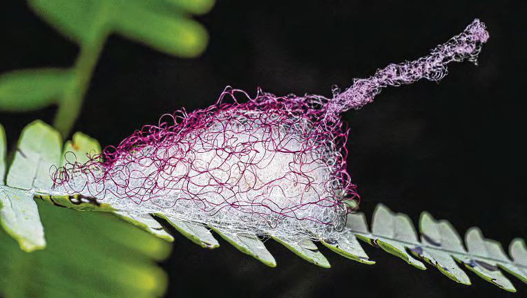 How a mystery spider's 'candyfloss' egg sac spun a worldwide web of links