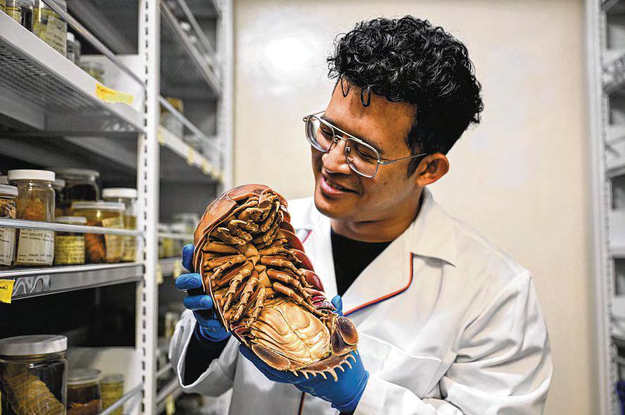 Scientists Worry About 'Darth Vader' Isopod Sold as Seafood in Vietnam