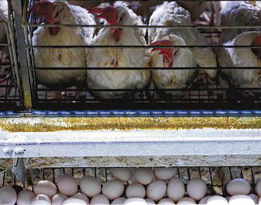 US importing eggs from Turkey, South Korea to help ease prices