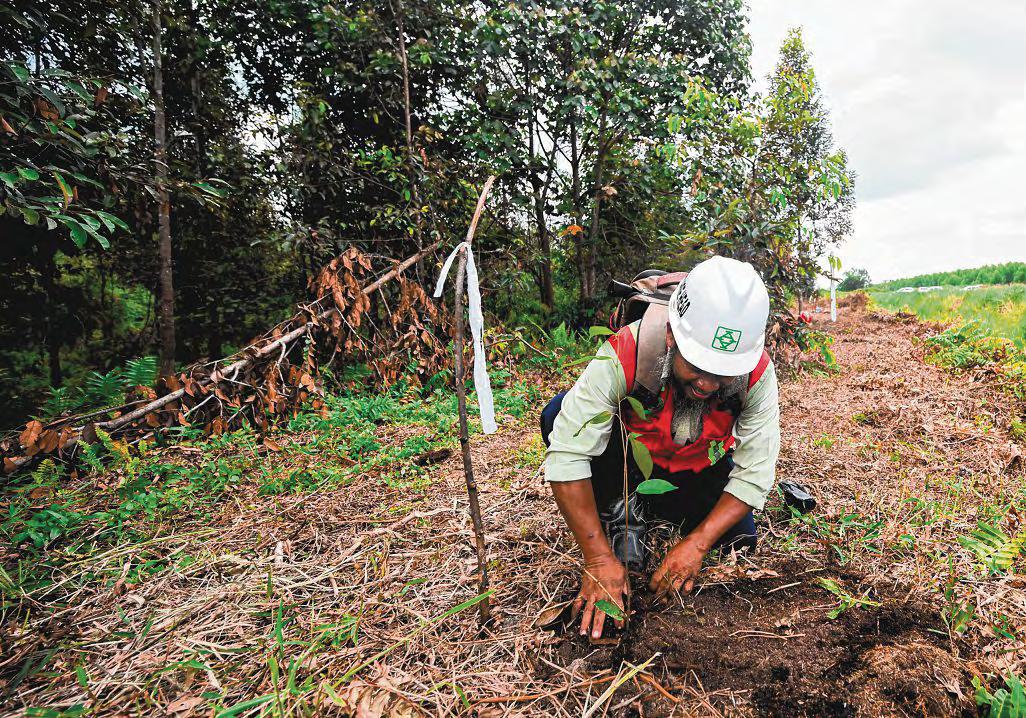 $400m forestry fund unveiled with focus on South-east Asia