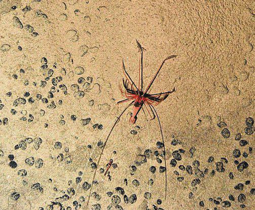 Deep-sea mining threatens sea life in a way no one is thinking about