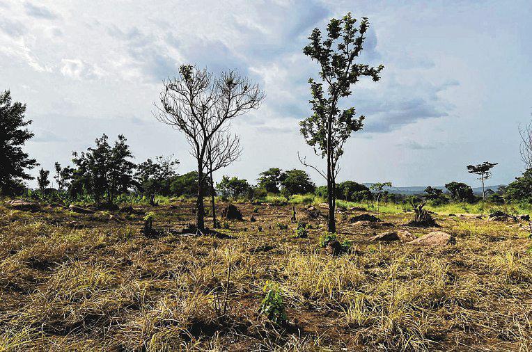 S'pore Looking to Buy Its First Set of Nature-Based Carbon Offsets