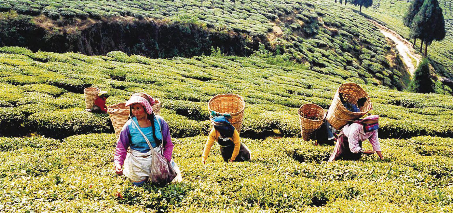 Famed Darjeeling tea falls on hard times as yields plummet