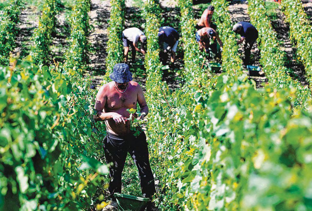 Is Champagne's bubble about to burst?