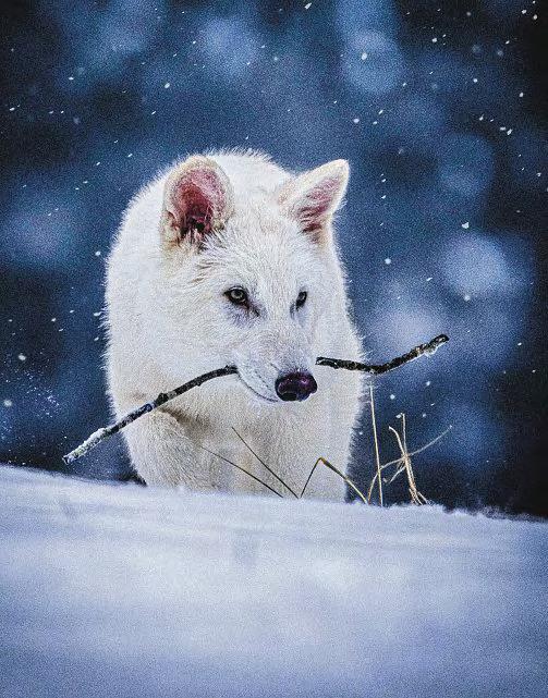 Return of the dire wolf is an impressive feat of genetic engineering