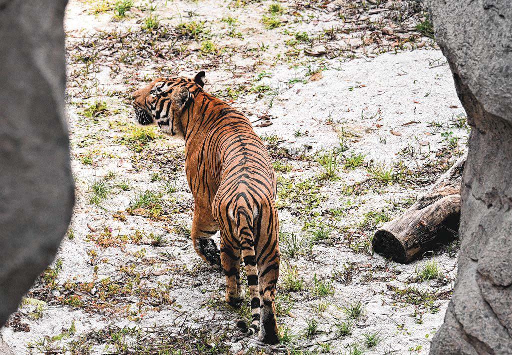 What S'pore is doing for S-E Asia's biodiversity