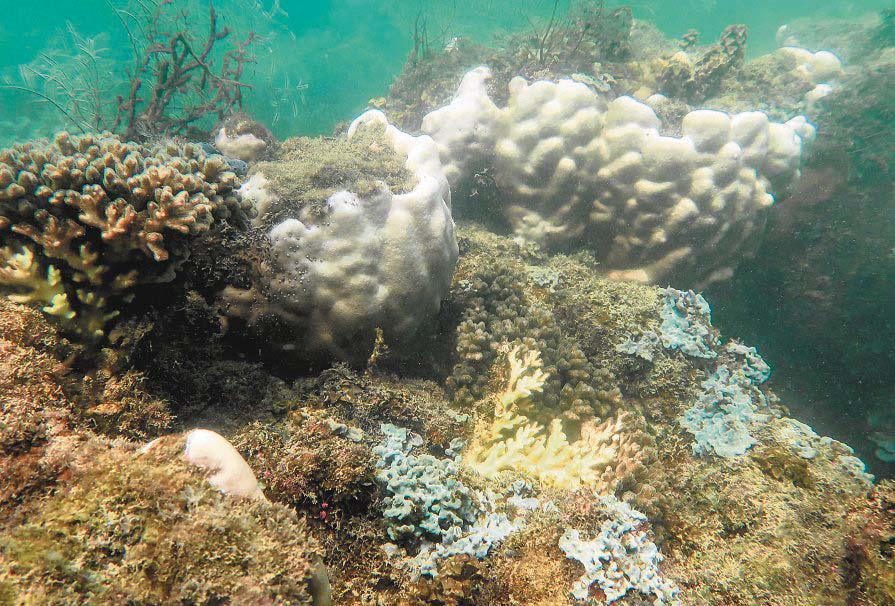 Most S'pore corals hit by bleaching event have recovered