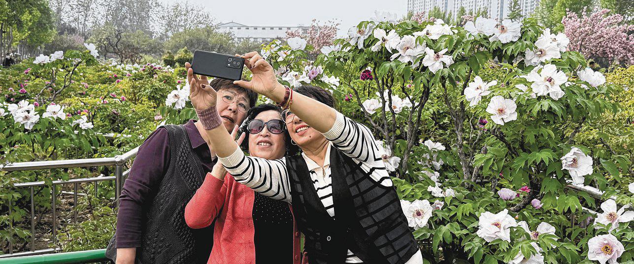 Peony power: China's unofficial national flower gives city a boost