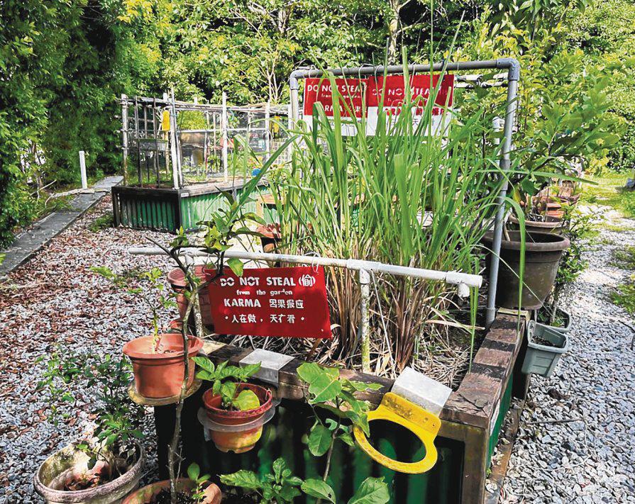 Theft at allotment garden plots leaves avid gardeners frustrated