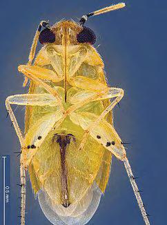 New species of bug discovered, named after Singapore