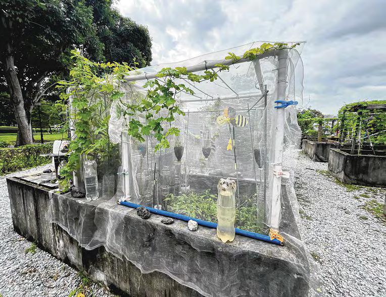 Letter of the day Community gardens for growing not only plants but also relationships