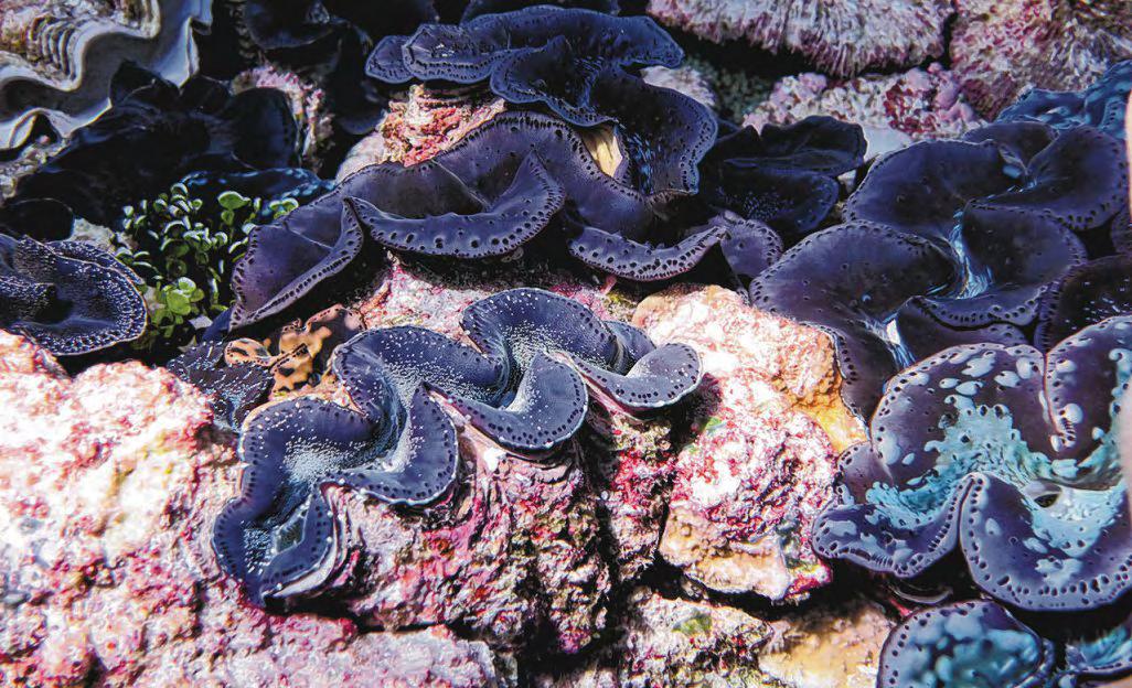 Trump Is Stripping Protections From Marine Protected Areas