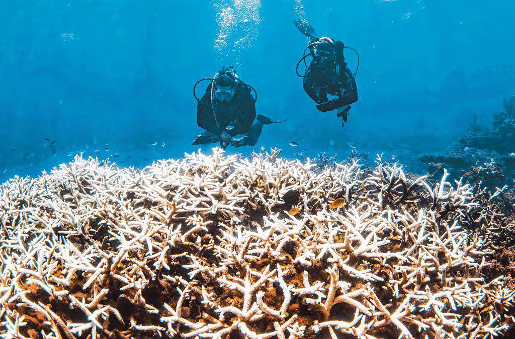 Over 80% of world's coral reefs hit by longest bleaching occurrence