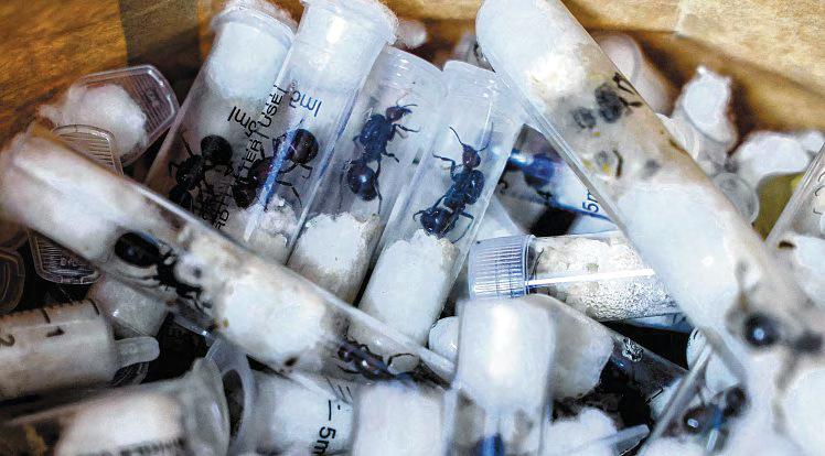 Kenya's Ant Smuggling Bust Exposes Lucrative Underground Trade