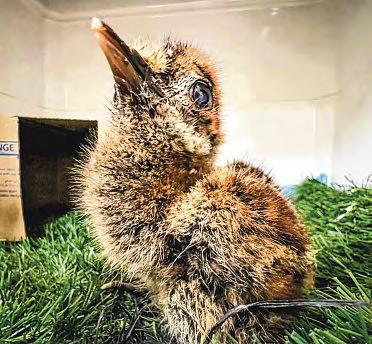 Bird Paradise Welcomes Its First Kagu Chick After Historic Hatching