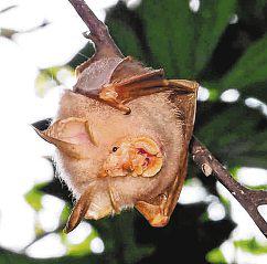 Wildlife enthusiasts thrilled at sighting of rare bat species at Lower Peirce