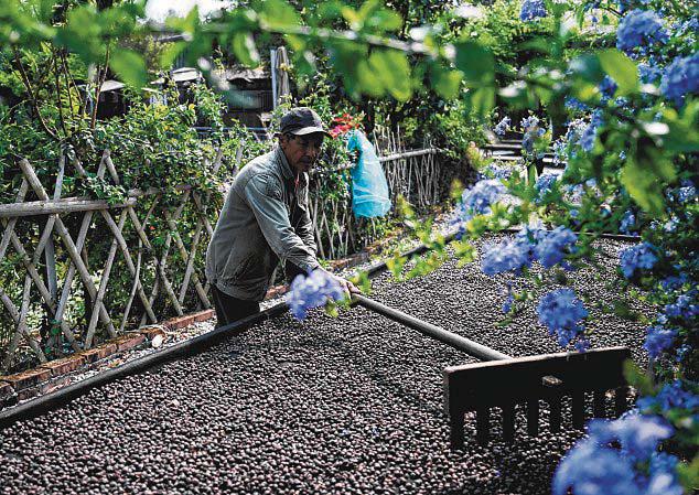 Chinese tea hub Pu'er branches into coffee as tastes change
