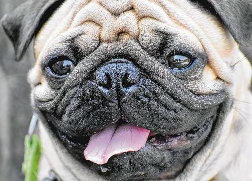 How Dogs and Cats Are Evolving to Look Alike and Why It's Humans' Fault