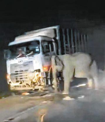 Malaysians Call for More Wildlife Protection Measures After Elephant Tragedy
