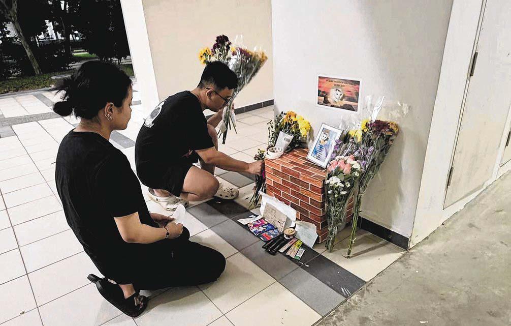 Cat lovers stepping up efforts to protect strays in Yishun, Punggol