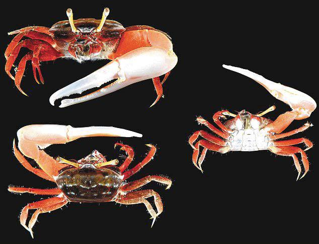 Microplastics Found in Animals in Coral Reefs, Mangroves, Seagrass Beds