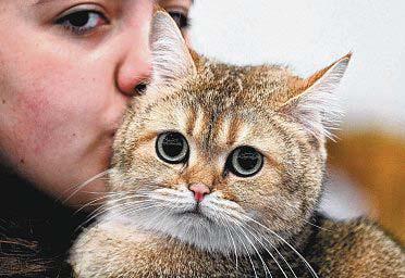 Why Cats Are Such a Medical Black Box