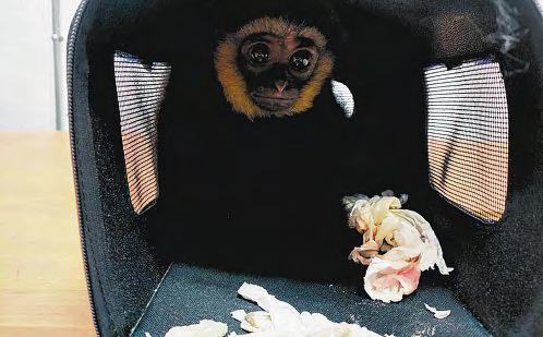 Malaysia Sees Rise in Smuggling of Exotic Animals