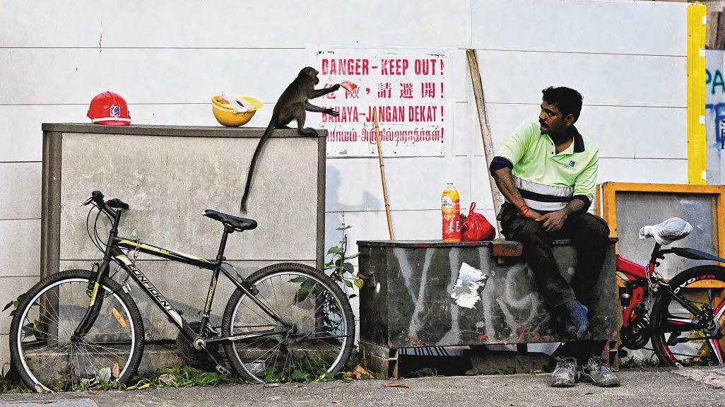 Authorities Take Multi-Pronged Action as Monkey Woes Hit Punggol