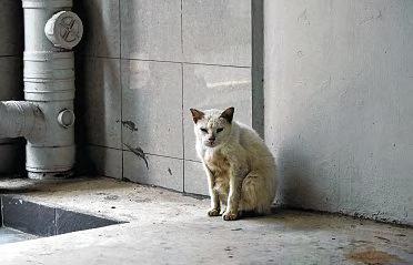 Stronger action needed against animal abusers