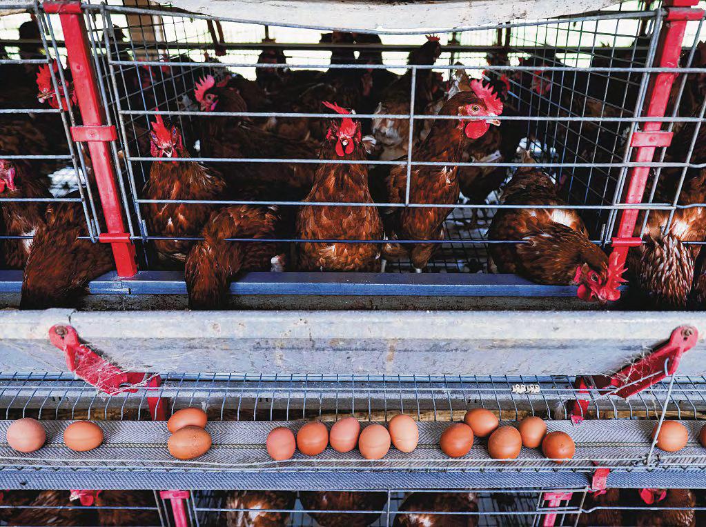 Bird flu: Brazil hopes China and other countries may loosen trade bans