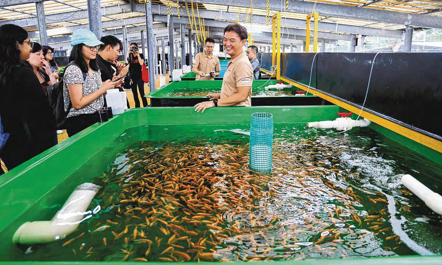 High-quality tilapia to be hatched for sustainable fish farms