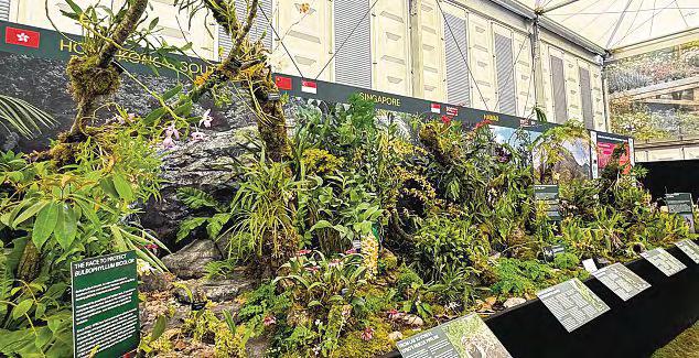 Gold medal for Singapore Botanic Gardens' orchid display at Chelsea Flower Show