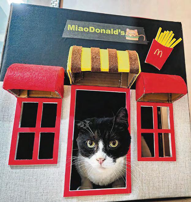 Stylish 'cat cottages' a labour of love for Chong Pang resident