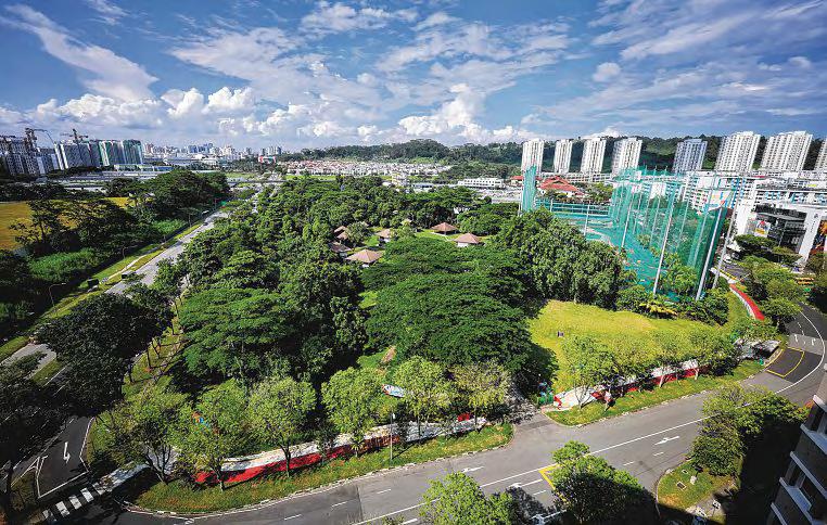 Study proposes retaining sliver of forest earmarked for housing