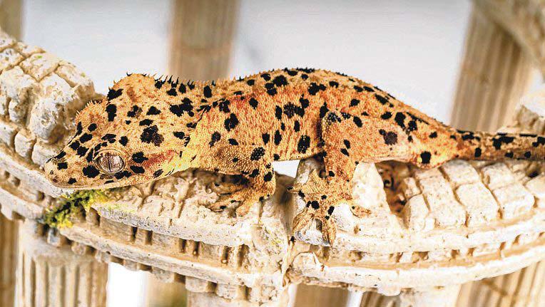 How 'Lizard King' Built Reptile Empire Selling Geckos