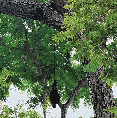 NParks Trying Out Dead-Bird Effigies To Prevent Crows From Congregating