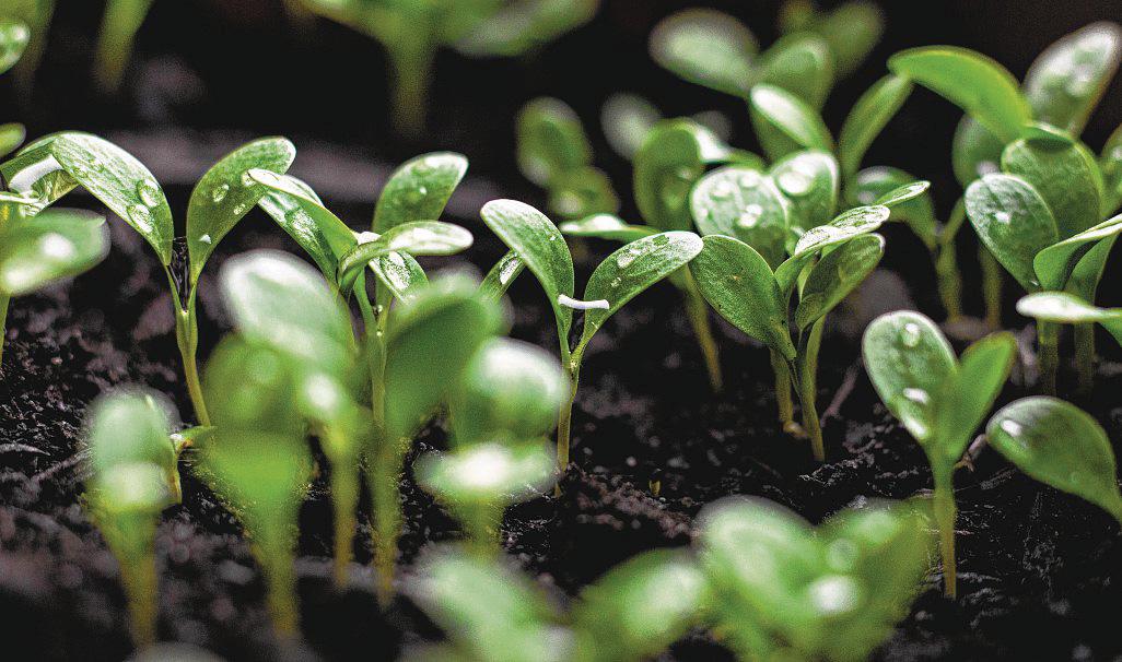 Going Green in a Multi-Polar World
