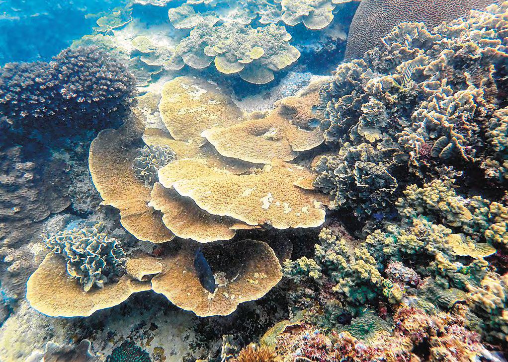 Mud from land a threat to survival of corals in S'pore: Study